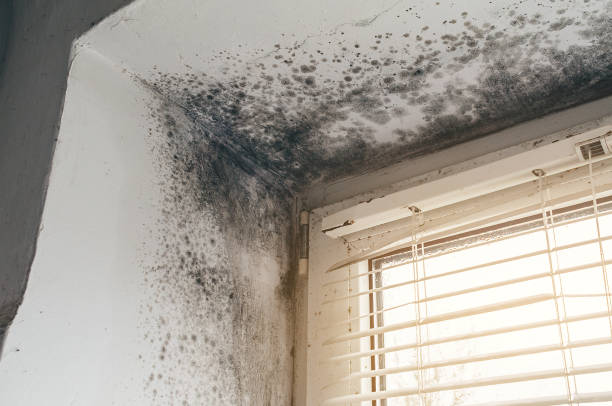 Trusted Attic Mold Removal service in Woodland, PA - Cheap Mold Removal
